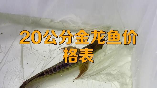 20厘米金龍魚為什么好 20厘米金龍魚為什么好 觀賞魚百科 第7張