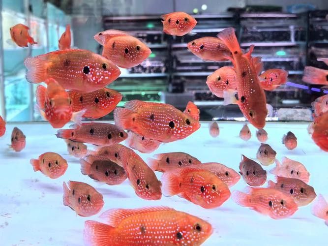 紅寶石魚 觀賞魚百科 第2張 紅寶石魚 紅寶石魚 觀賞魚百科 第2張