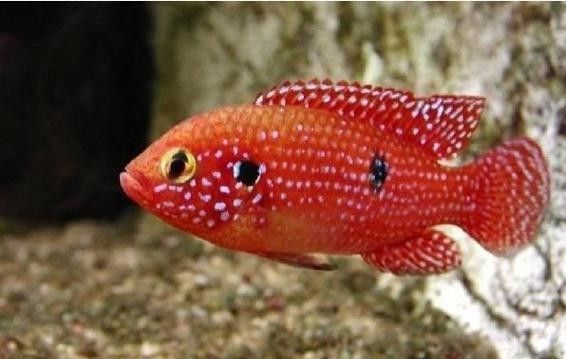 紅寶石魚 觀賞魚百科 第6張 紅寶石魚 紅寶石魚 觀賞魚百科 第6張
