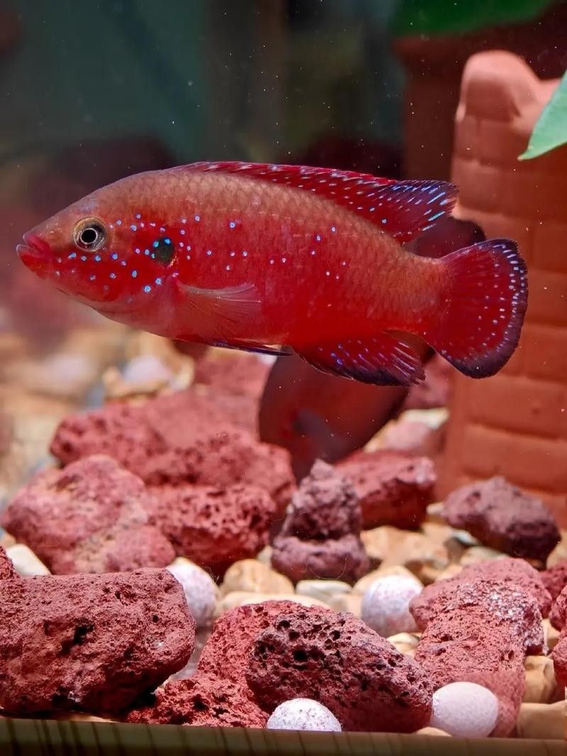 紅寶石魚 觀賞魚百科 第1張 紅寶石魚 紅寶石魚 觀賞魚百科 第1張