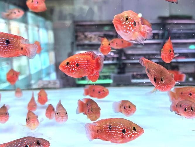 紅寶石魚 觀賞魚百科 第3張 紅寶石魚 紅寶石魚 觀賞魚百科 第3張