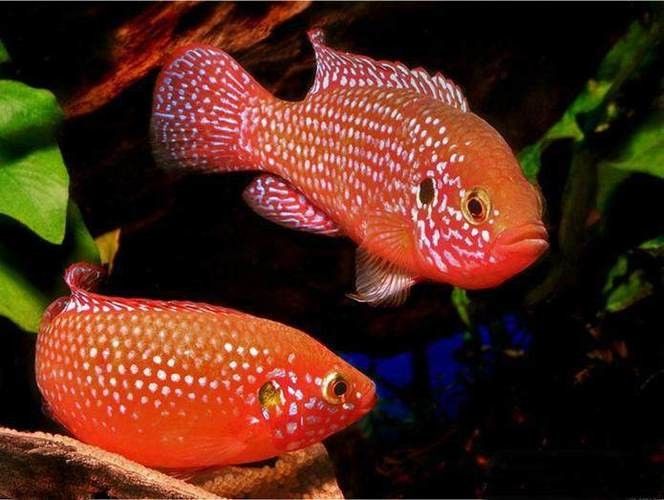 紅寶石魚 觀賞魚百科 第5張 紅寶石魚 紅寶石魚 觀賞魚百科 第5張