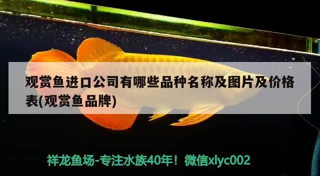 觀賞魚進口公司有哪些品種名稱及圖片及價格表(觀賞魚品牌) 觀賞魚進口公司有哪些品種名稱及圖片及價格表(觀賞魚品牌) 觀賞魚百科 第1張