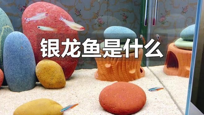 銀龍魚是那種魚的俗稱 銀龍魚是那種魚的俗稱 觀賞魚百科 第1張