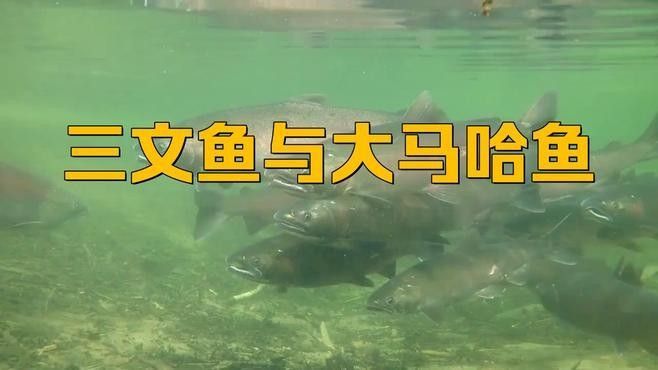 大馬哈魚又叫什么魚 大馬哈魚又叫什么魚 觀賞魚百科 第2張