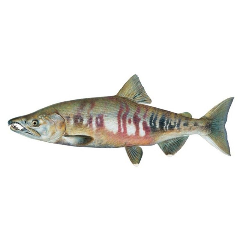 大馬哈魚又叫什么魚 大馬哈魚又叫什么魚 觀賞魚百科 第3張