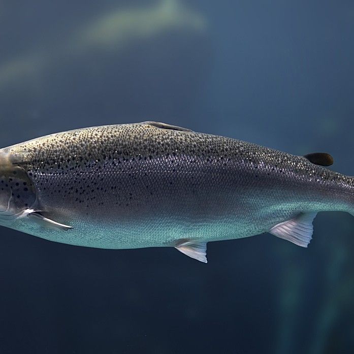 大馬哈魚又叫什么魚 大馬哈魚又叫什么魚 觀賞魚百科 第4張