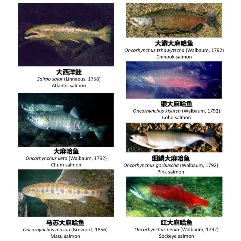 大馬哈魚又叫什么魚 大馬哈魚又叫什么魚 觀賞魚百科 第6張