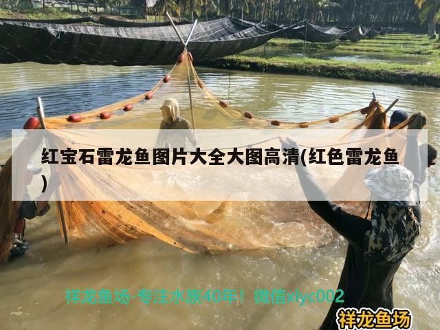 河南魚缸批發市場在哪里進貨：鄭州魚缸批發銷售