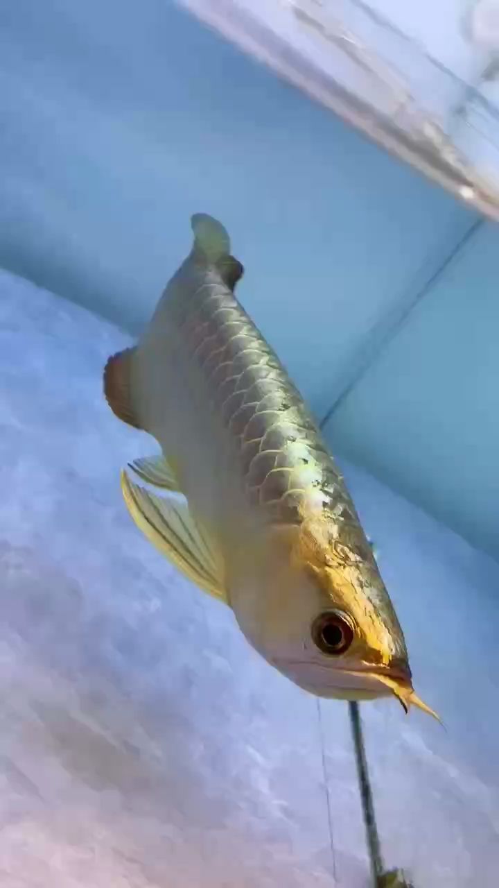 魚缸用增氧泵價格是多少:魚缸增氧機-xtrac增氧機-xtrac增氧機 歲月如梭,即將步入2026 龍魚論壇 歲月如梭,即將步入2026 歲月如梭,即將步入2026 龍魚論壇