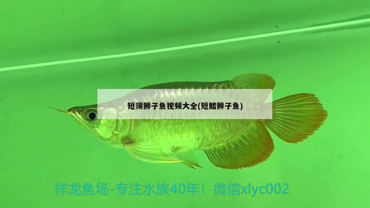 短須獅子魚視頻大全(短鰭獅子魚) 短須獅子魚視頻大全(短鰭獅子魚) 觀賞魚百科
