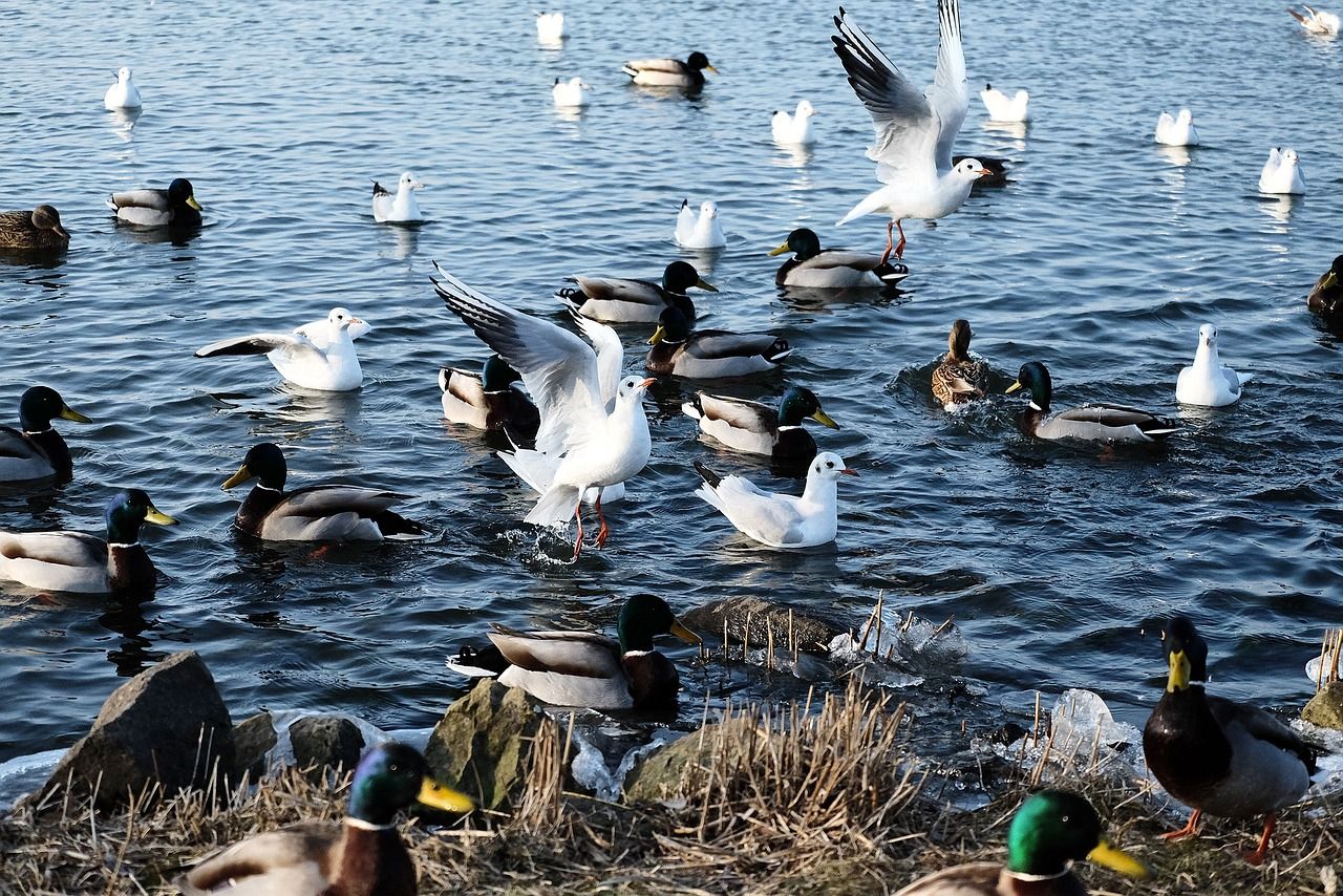 龍魚怎么養(yǎng)，龍魚的喂養(yǎng)技巧 龍魚怎么養(yǎng)，龍魚的喂養(yǎng)技巧 觀賞魚百科 第1張