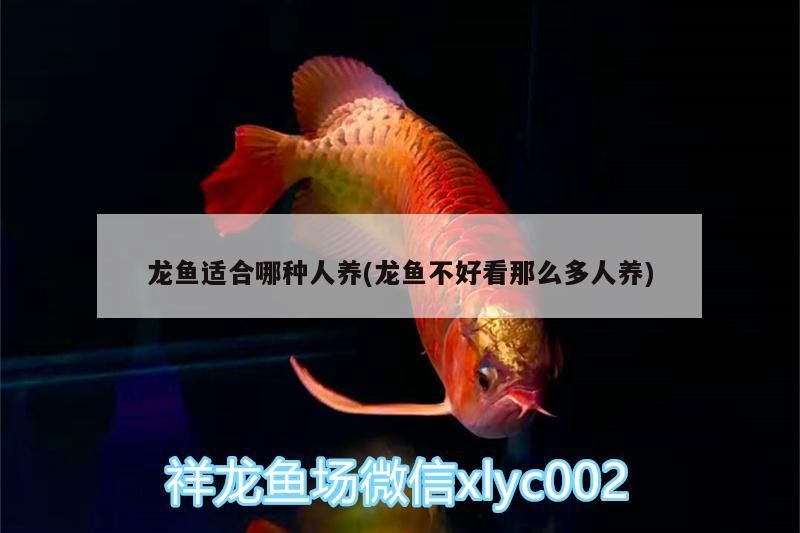 龍魚適合哪種人養(龍魚不好看那么多人養)