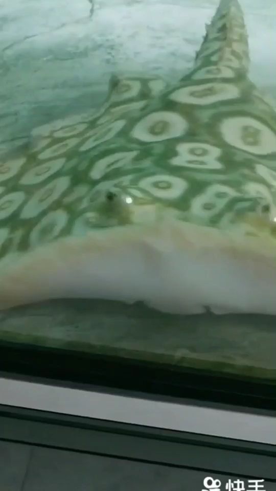 底色綠點子白