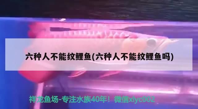 六種人不能紋鯉魚(六種人不能紋鯉魚嗎) 六種人不能紋鯉魚(六種人不能紋鯉魚嗎) 觀賞魚百科