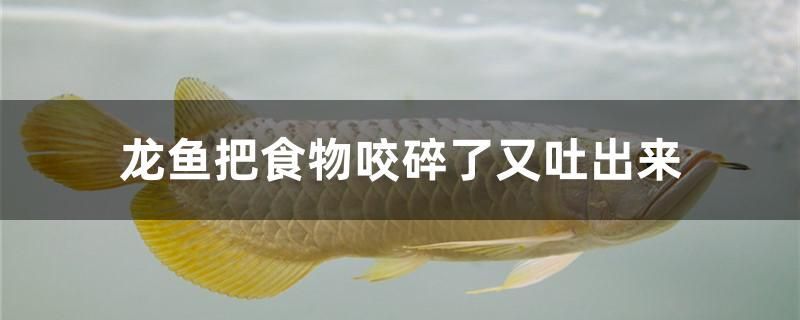 龍魚把食物咬碎了又吐出來怎么辦
