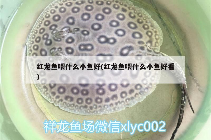我的虎魚真菌感染了要怎么處理 紅龍魚喂什么小魚好(紅龍魚喂什么小魚好看) 觀賞魚百科 紅龍魚喂什么小魚好(紅龍魚喂什么小魚好看) 紅龍魚喂什么小魚好(紅龍魚喂什么小魚好看) 觀賞魚百科
