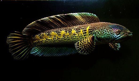 怎么能讓雷龍魚發色好看:黃魔神雷龍多大發色