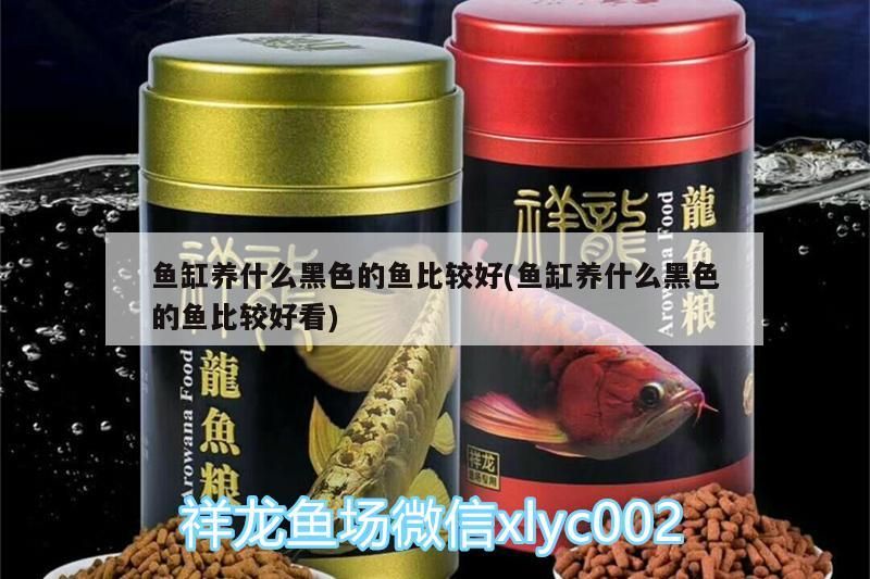魚缸養什么黑色的魚比較好(魚缸養什么黑色的魚比較好看)