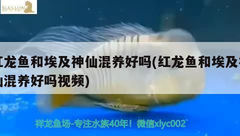紅龍魚和埃及神仙混養好嗎(紅龍魚和埃及神仙混養好嗎視頻)