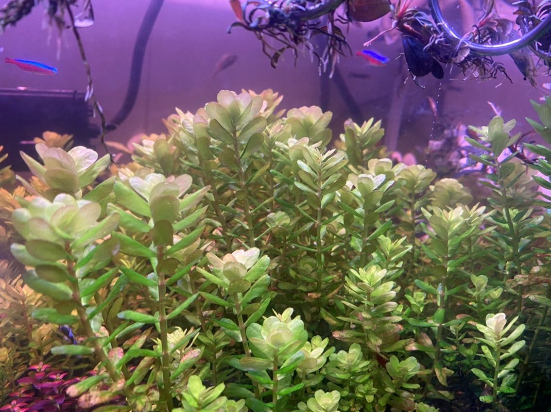 出屠戮宮廷 龍魚論壇 第3張 出屠戮宮廷 出屠戮宮廷 龍魚論壇 第3張