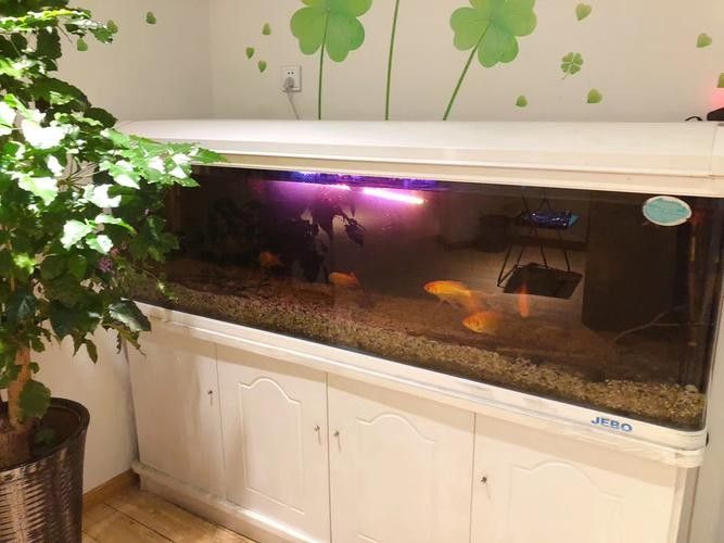 德系龍魚圖片大全 德系龍魚圖片大全 觀賞魚百科 第24張