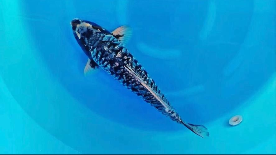 德系龍魚圖片大全 德系龍魚圖片大全 觀賞魚百科 第8張