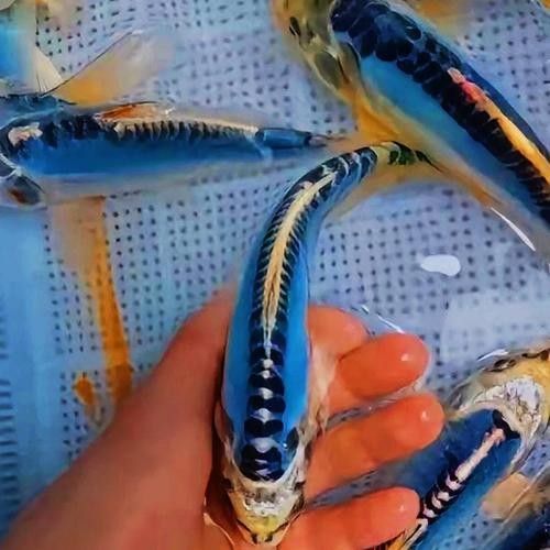 德系龍魚圖片大全 德系龍魚圖片大全 觀賞魚百科 第13張
