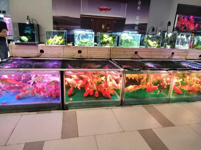 德系龍魚圖片大全 德系龍魚圖片大全 觀賞魚百科 第23張