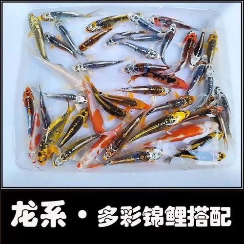 德系龍魚圖片大全 德系龍魚圖片大全 觀賞魚百科 第17張