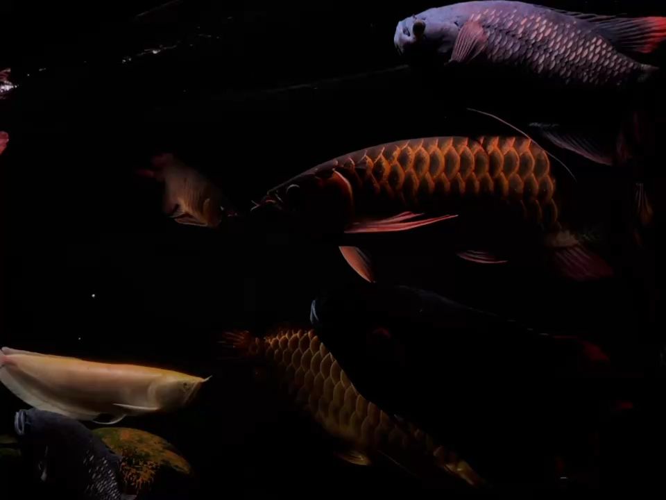 2025年的最后一天繼續養魚