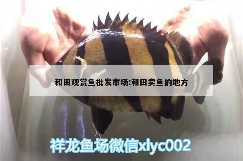 和田觀賞魚批發市場:和田賣魚的地方