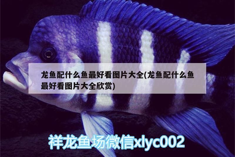 龍魚配什么魚最好看圖片大全(龍魚配什么魚最好看圖片大全欣賞)