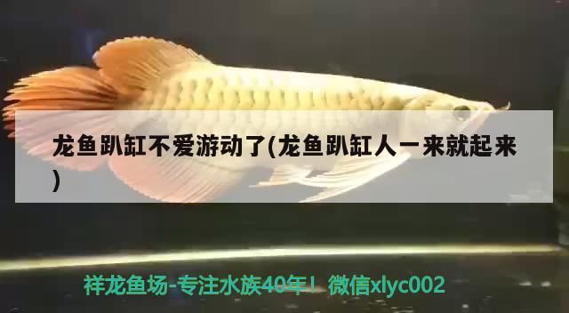 龍魚趴缸不愛(ài)游動(dòng)了(龍魚趴缸人一來(lái)就起來(lái))
