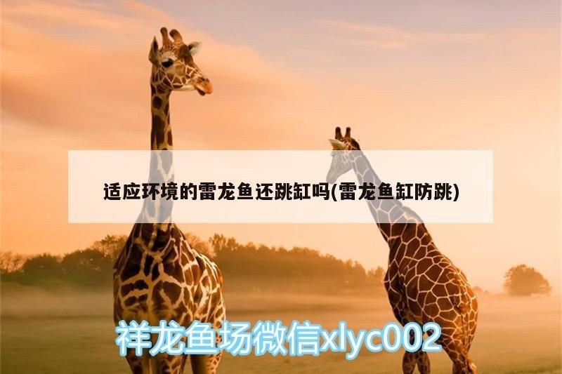 適應環境的雷龍魚還跳缸嗎(雷龍魚缸防跳)