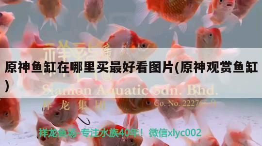 原神魚缸在哪里買最好看圖片(原神觀賞魚缸) 原神魚缸在哪里買最好看圖片(原神觀賞魚缸) 觀賞魚百科