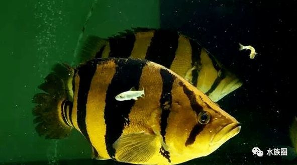 短身龍魚好嗎怎么養，養殖短身龍魚需要注意哪些問題？ 短身龍魚好嗎怎么養，養殖短身龍魚需要注意哪些問題？ 觀賞魚百科 第2張