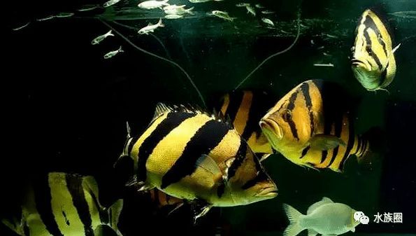 短身龍魚好嗎怎么養，養殖短身龍魚需要注意哪些問題？ 短身龍魚好嗎怎么養，養殖短身龍魚需要注意哪些問題？ 觀賞魚百科 第4張