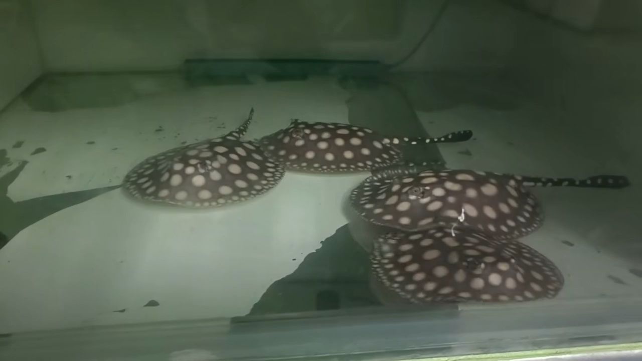 魚缸用增氧泵價格是多少:魚缸增氧機-xtrac增氧機-xtrac增氧機 2公2母 龍魚論壇 2公2母 2公2母 龍魚論壇