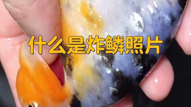 龍魚炸鱗圖片嚴重 龍魚炸鱗圖片嚴重 觀賞魚百科 第10張