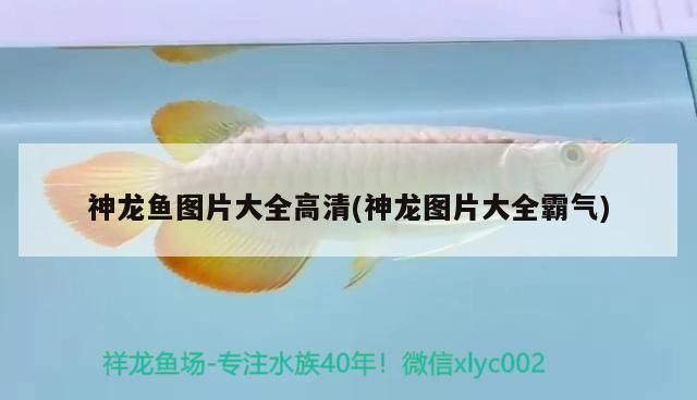 神龍魚圖片大全高清(神龍圖片大全霸氣) 神龍魚圖片大全高清(神龍圖片大全霸氣) 觀賞魚百科