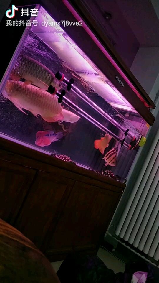 陽江魚缸定做廠家地址在哪里（ 陽江養魚）