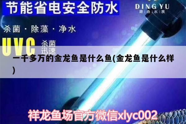 魚缸用增氧泵價(jià)格是多少:魚缸增氧機(jī)-xtrac增氧機(jī)-xtrac增氧機(jī) 一千多萬的金龍魚是什么魚(金龍魚是什么樣) 觀賞魚百科 一千多萬的金龍魚是什么魚(金龍魚是什么樣) 一千多萬的金龍魚是什么魚(金龍魚是什么樣) 觀賞魚百科