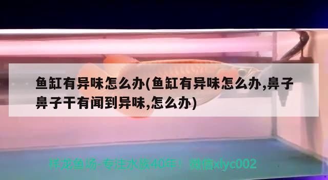 魚缸用增氧泵價格是多少:魚缸增氧機-xtrac增氧機-xtrac增氧機 魚缸有異味怎么辦(魚缸有異味怎么辦,鼻子鼻子干有聞到異味,怎么辦) 觀賞魚百科 魚缸有異味怎么辦(魚缸有異味怎么辦,鼻子鼻子干有聞到異味,怎么辦) 魚缸有異味怎么辦(魚缸有異味怎么辦,鼻子鼻子干有聞到異味,怎么辦) 觀賞魚百科