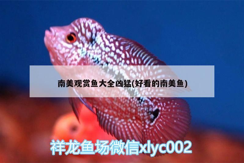 電鰻 南美觀賞魚大全兇猛(好看的南美魚) 觀賞魚百科 南美觀賞魚大全兇猛(好看的南美魚) 南美觀賞魚大全兇猛(好看的南美魚) 觀賞魚百科