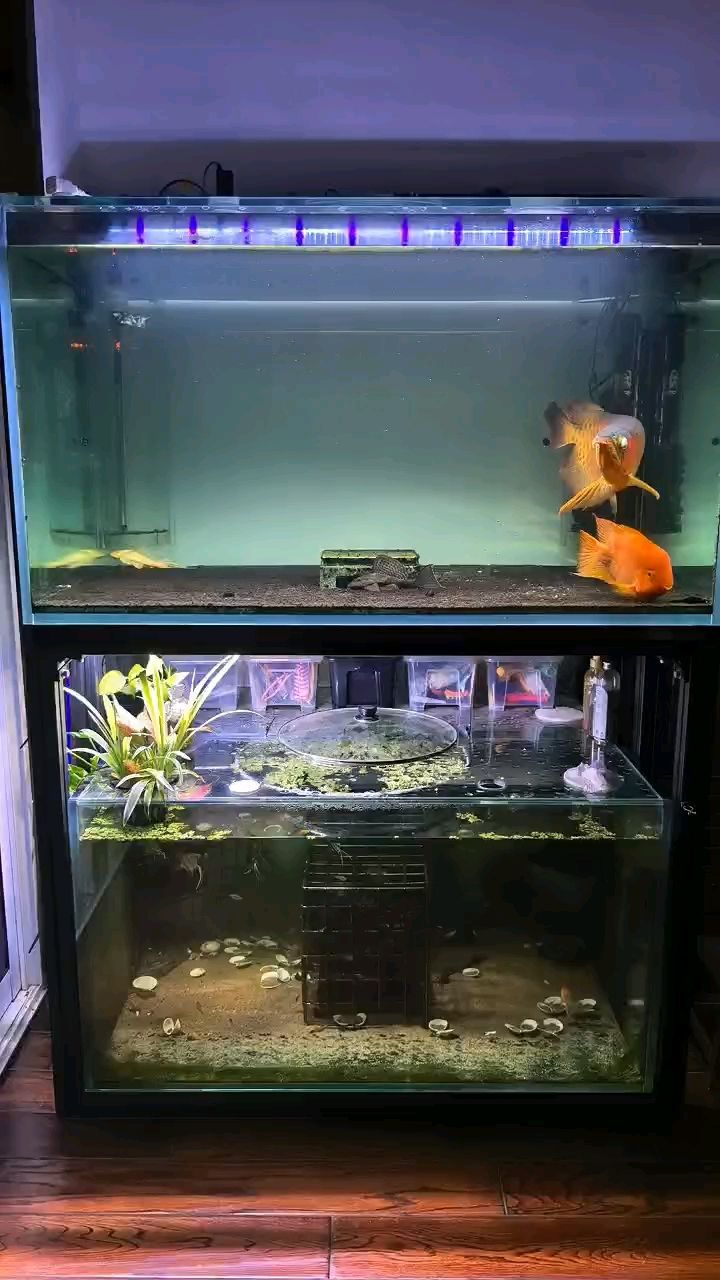 紅龍八歲了6 0+ 換缸一年長大不少 紅龍八歲了6 0+ 換缸一年長大不少 龍魚論壇