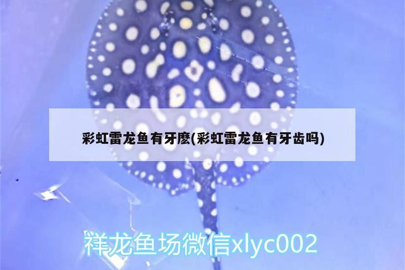 金龍魚 彩虹雷龍魚有牙麼(彩虹雷龍魚有牙齒嗎) 觀賞魚百科 彩虹雷龍魚有牙麼(彩虹雷龍魚有牙齒嗎) 彩虹雷龍魚有牙麼(彩虹雷龍魚有牙齒嗎) 觀賞魚百科
