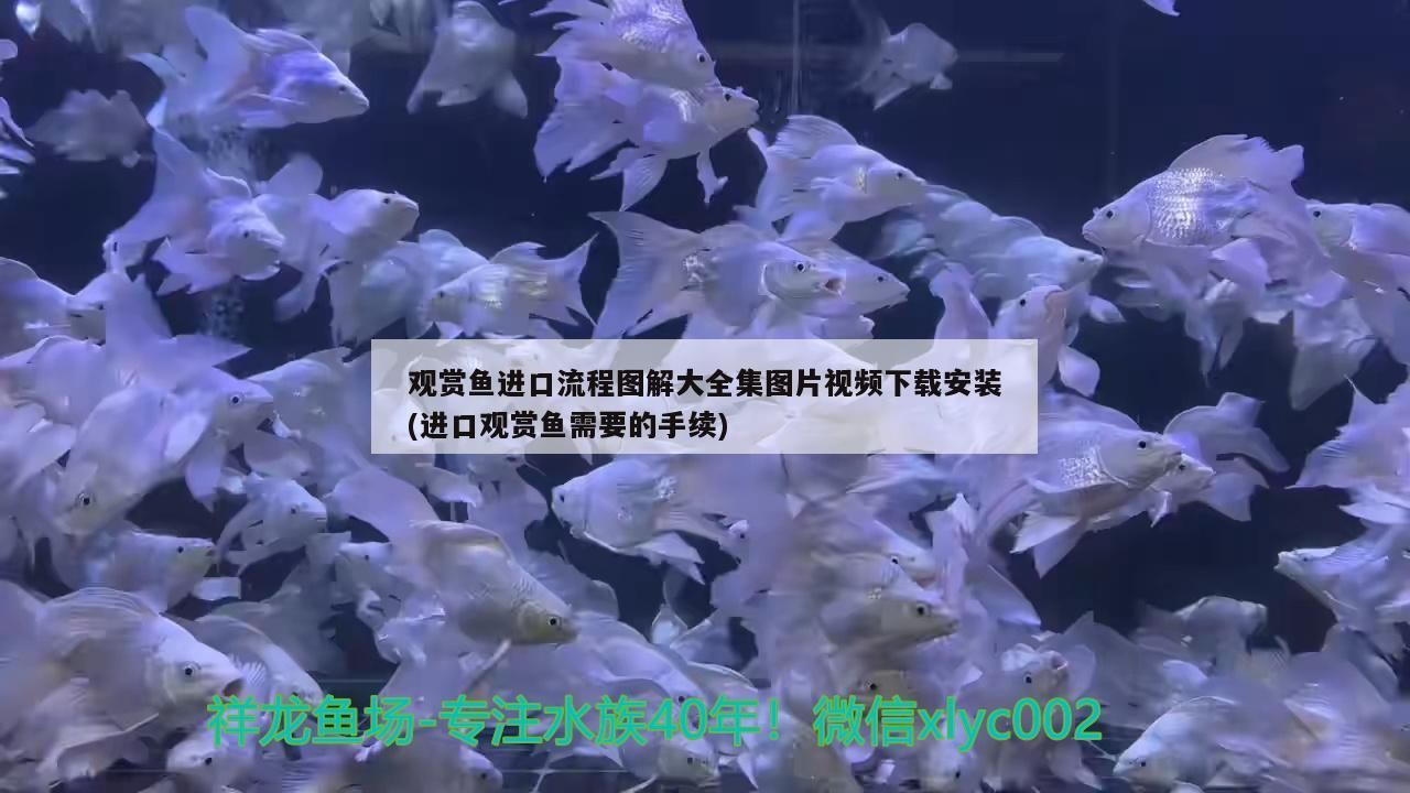 觀賞魚進(jìn)口流程圖解大全集圖片視頻下載安裝(進(jìn)口觀賞魚需要的手續(xù)) 觀賞魚進(jìn)口流程圖解大全集圖片視頻下載安裝(進(jìn)口觀賞魚需要的手續(xù)) 觀賞魚百科