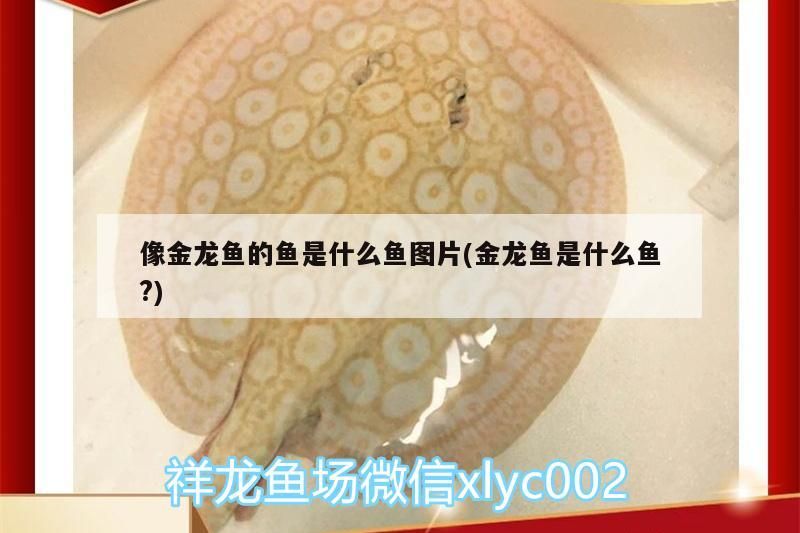 像金龍魚的魚是什么魚圖片(金龍魚是什么魚?)