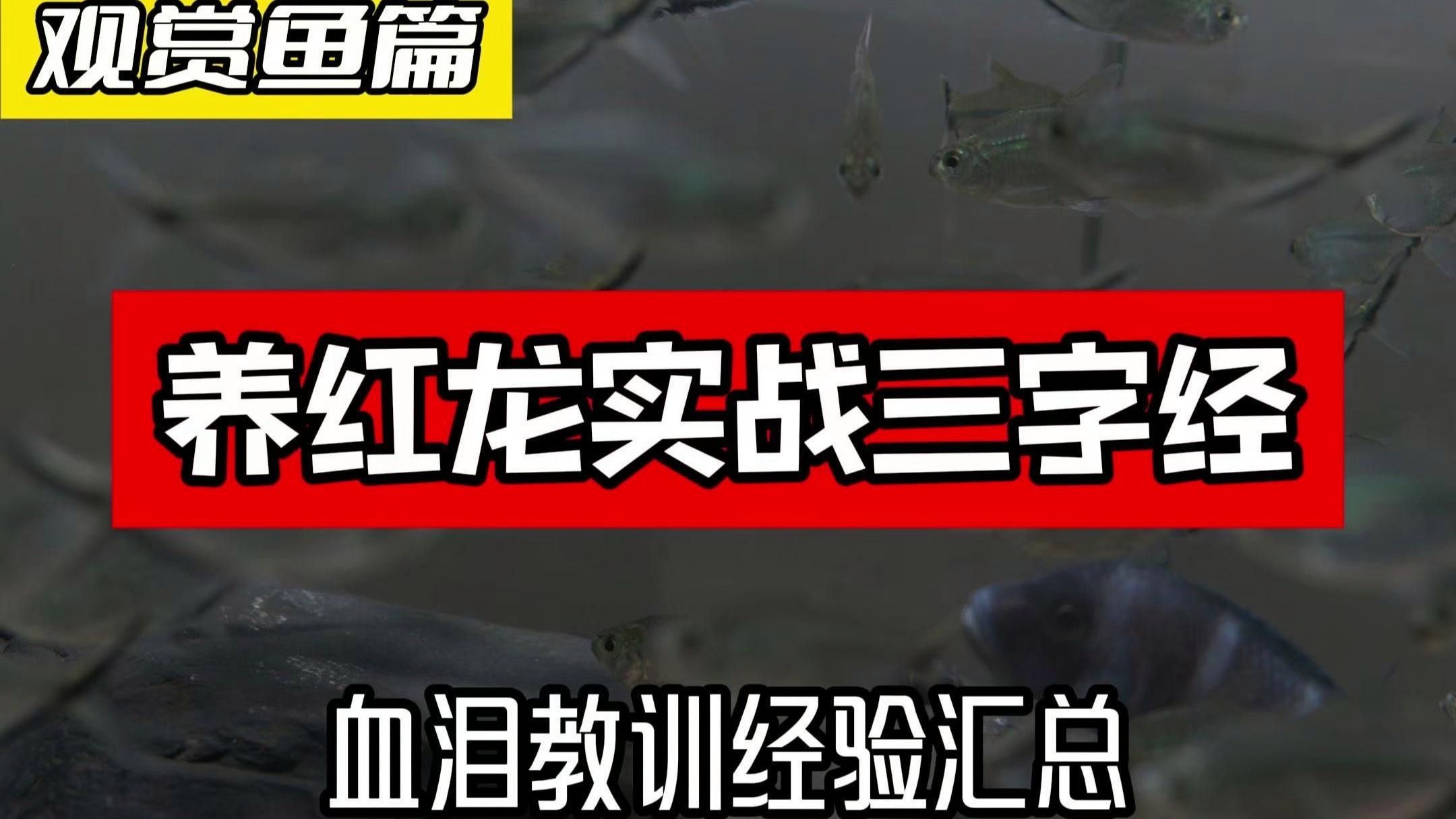 商洛紅龍魚